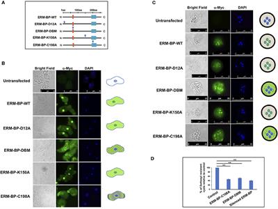 The NAD+ Responsive Transcription Factor ERM-BP Functions Downstream of Cellular Aggregation and Is an Early Regulator of Development and Heat Shock Response in Entamoeba